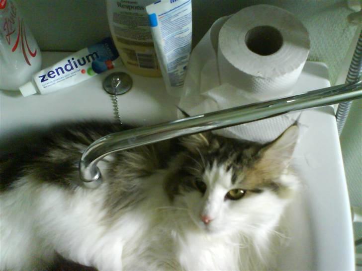 Norsk Skovkat Frodo billede 6