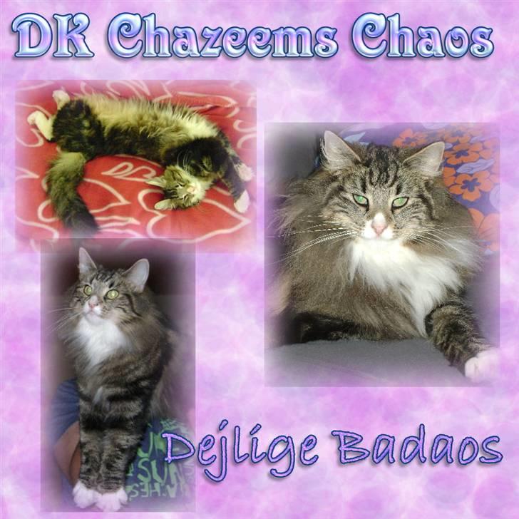 Norsk Skovkat Chazeems Chaos - » Velkommen til Chaos´s profil :-) billede 1