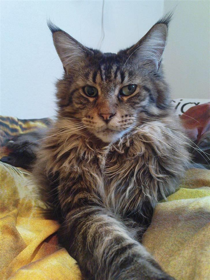 maine coon tabby mix
