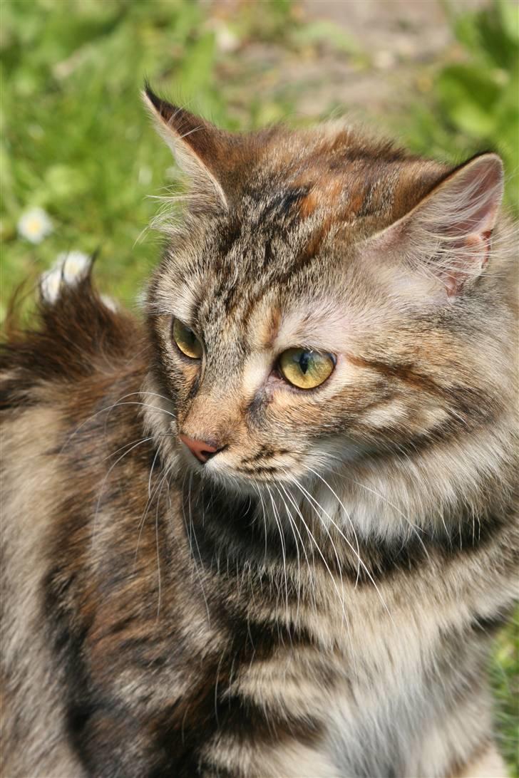 Norsk Skovkat Minie billede 10