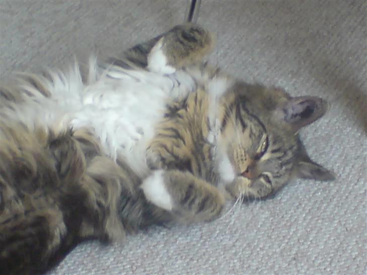 Norsk Skovkat Freja. - Freja tror sol er populært i katteverden. :bb billede 4