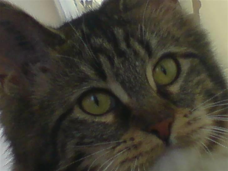 Norsk Skovkat Freja. - Så smuk ! <3 billede 5