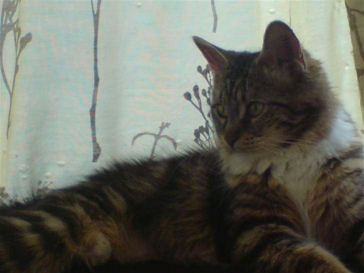 Norsk Skovkat Freja. - Tjekker li far ud henne i stolen. ö  billede 6