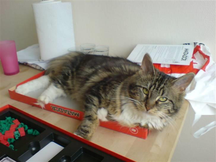 Norsk Skovkat Freja. - Jeg ville også være med til matador ! /:  billede 7