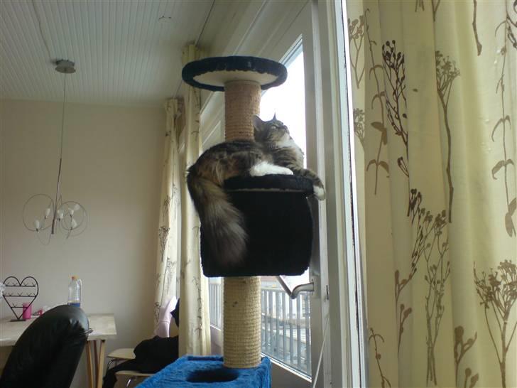 Norsk Skovkat Freja. - Freja i kradsetræet i stuen.  billede 8