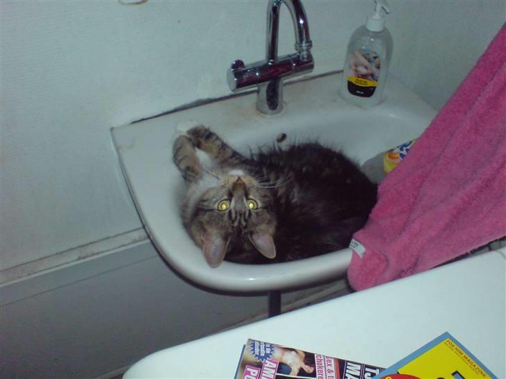 Norsk Skovkat Freja. - Freja har vidst misforstået vores koncept ang. at gå i bad. ? :D billede 9