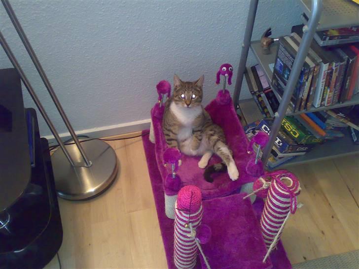 Blanding af racer Simba billede 10