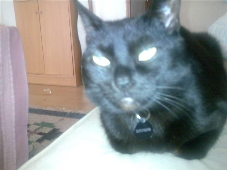 Huskat Pjevsen billede 8