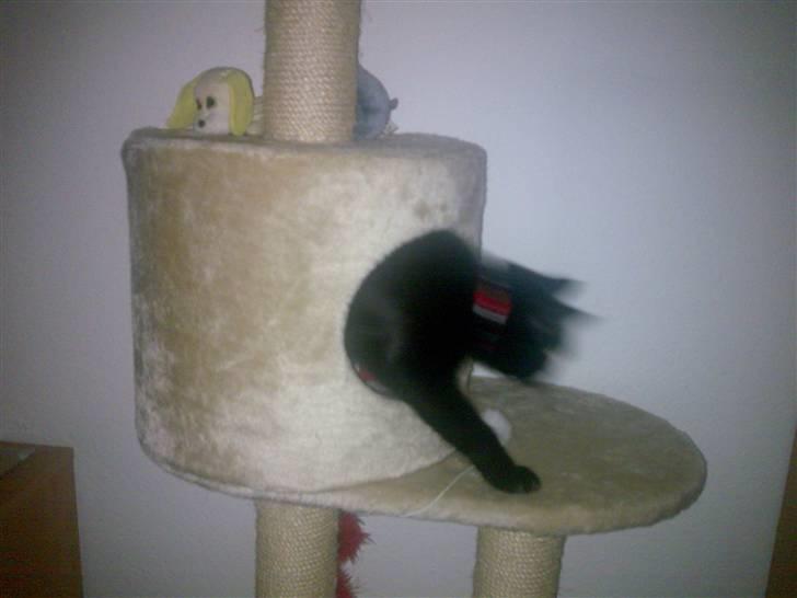 Huskat Pjevsen billede 9