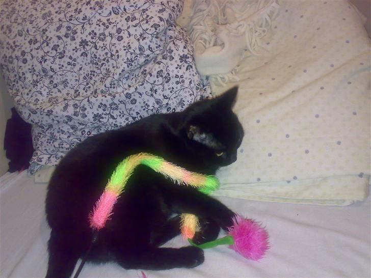 Huskat Pjevsen billede 10