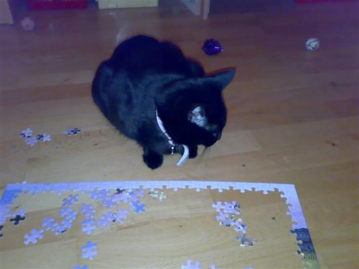 Huskat Pjevsen billede 11