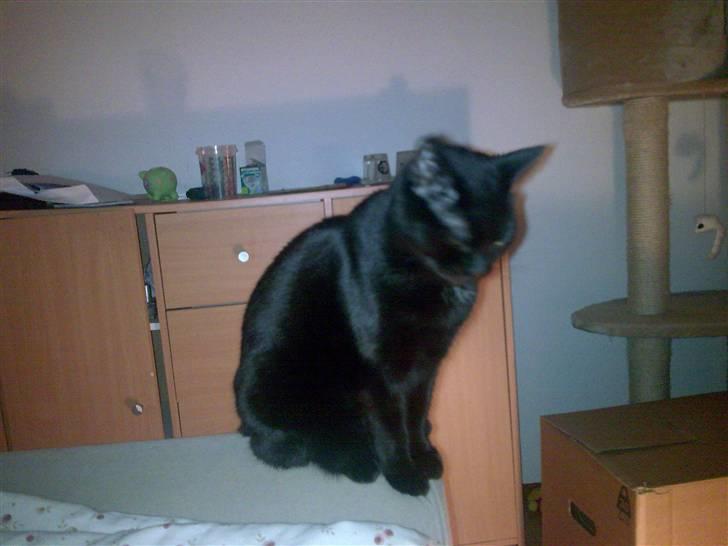 Huskat Pjevsen billede 12