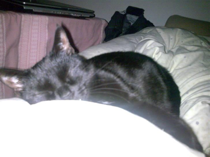 Huskat Pjevsen billede 13