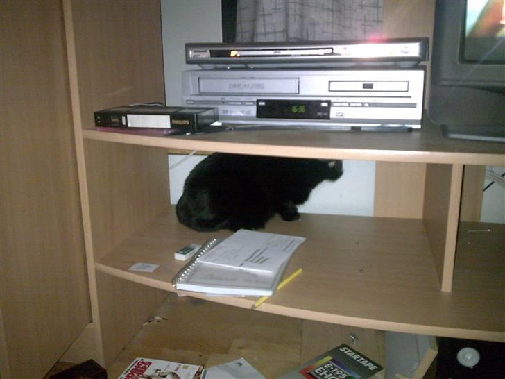 Huskat Pjevsen billede 14