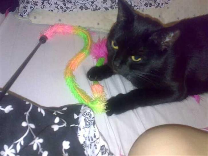 Huskat Pjevsen billede 15