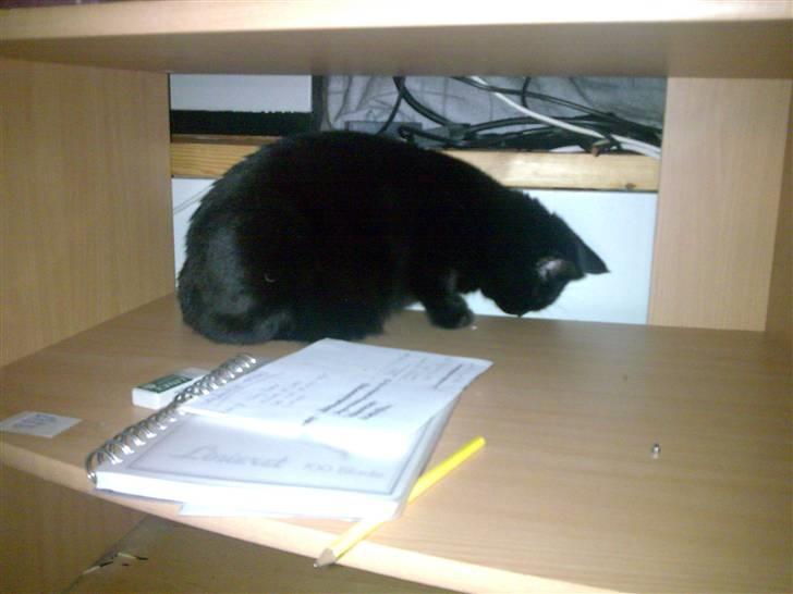 Huskat Pjevsen billede 16