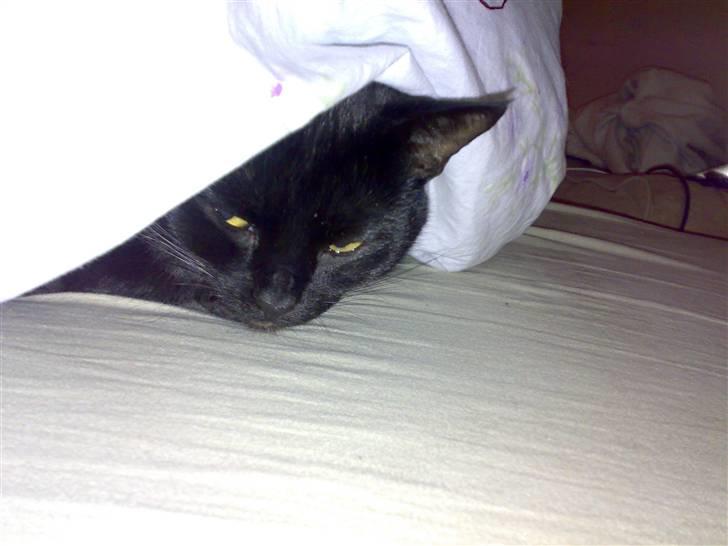 Huskat Pjevsen billede 17