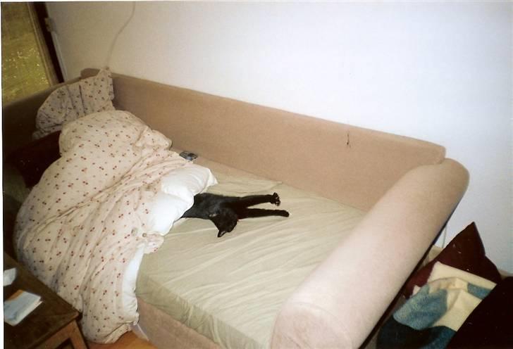 Huskat Pjevsen billede 18