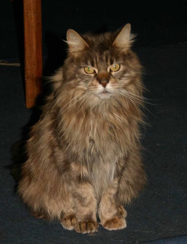 Maine Coon Timbercoon Allmost Angel - marts billede 10