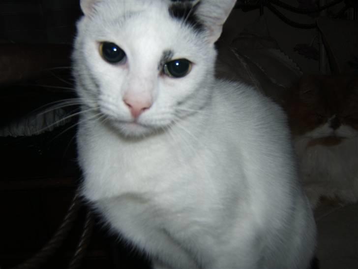 Huskat Kaninskind *20.07 2004* billede 11