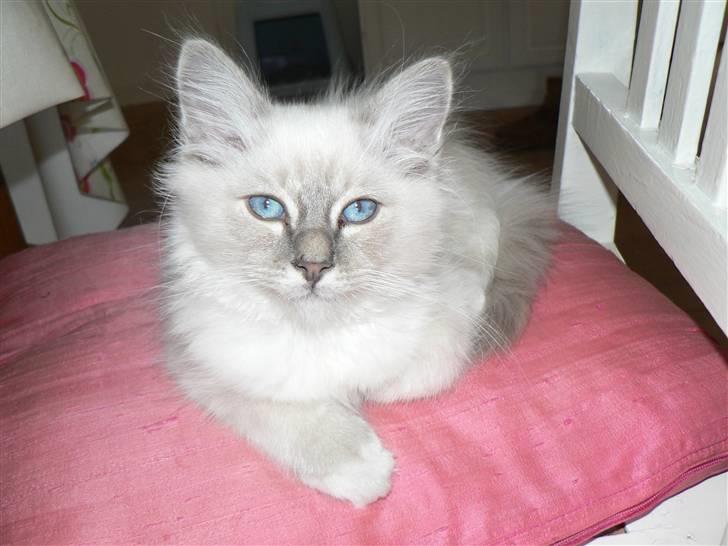 Hellig Birma Kasper - Kasper billede 1