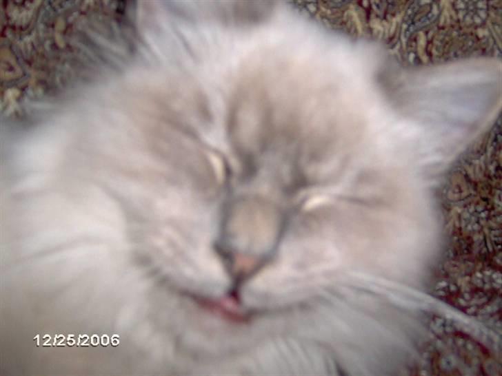 Hellig Birma Kasper - Nærbillede billede 2