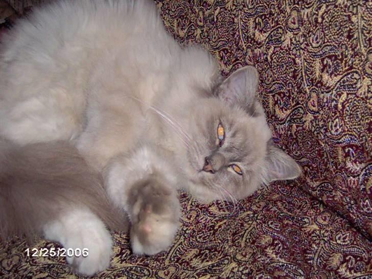 Hellig Birma Kasper - Her ligger han og sover billede 3