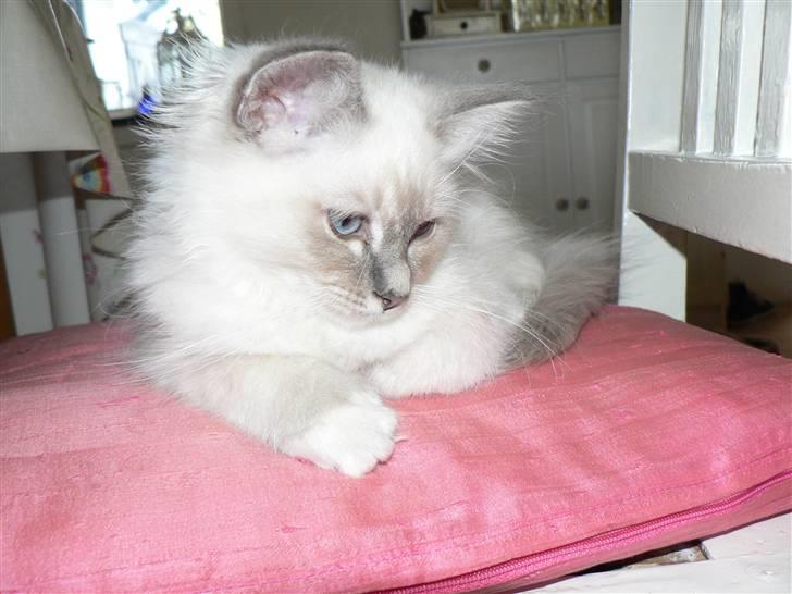 Hellig Birma Kasper - Ligger på den lyserøde pude billede 4