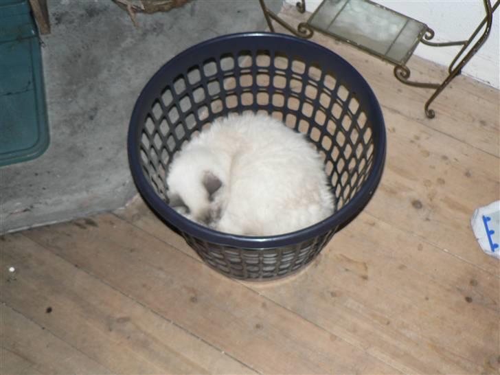 Hellig Birma Kasper - Kasper i vasketøjskurven billede 5