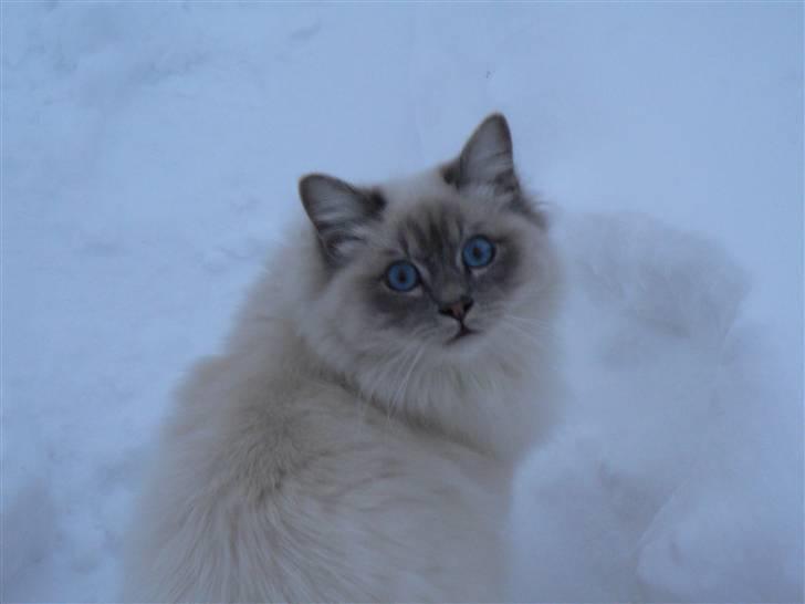 Hellig Birma Kasper - Kasper i sneen billede 6