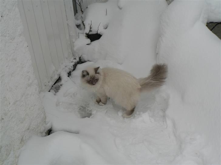 Hellig Birma Kasper - Her går han billede 7