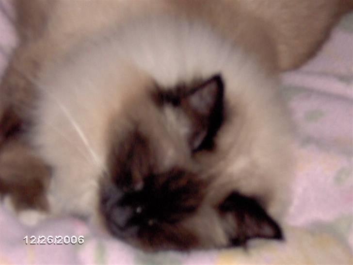 Hellig Birma Cleo - Cleo sover billede 2