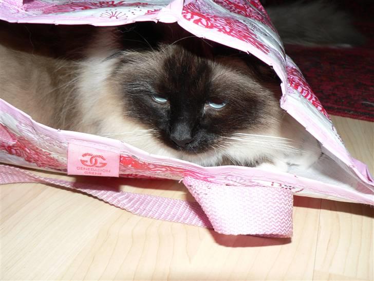 Hellig Birma Cleo - Cleo i en pose billede 3