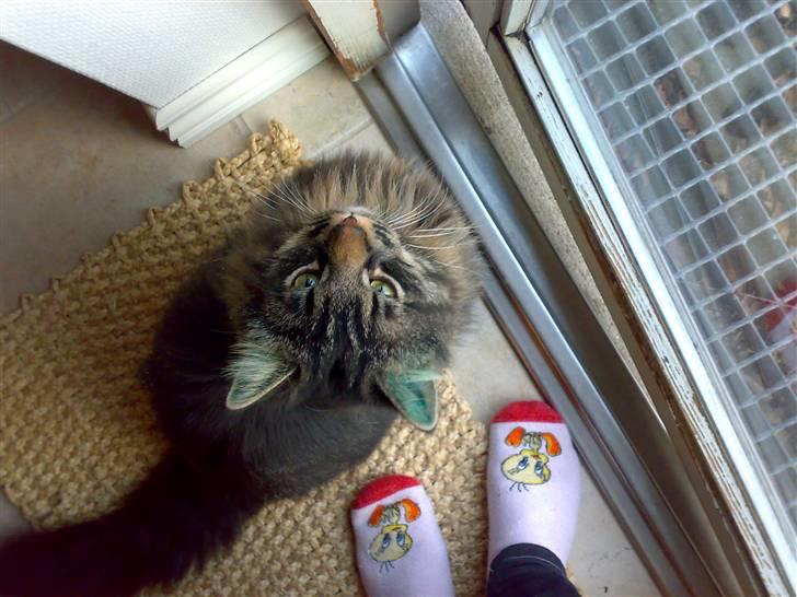 Blanding af racer norsk skovkat Mis - Lige blevet øremærket, derfor grønt øre (; billede 11