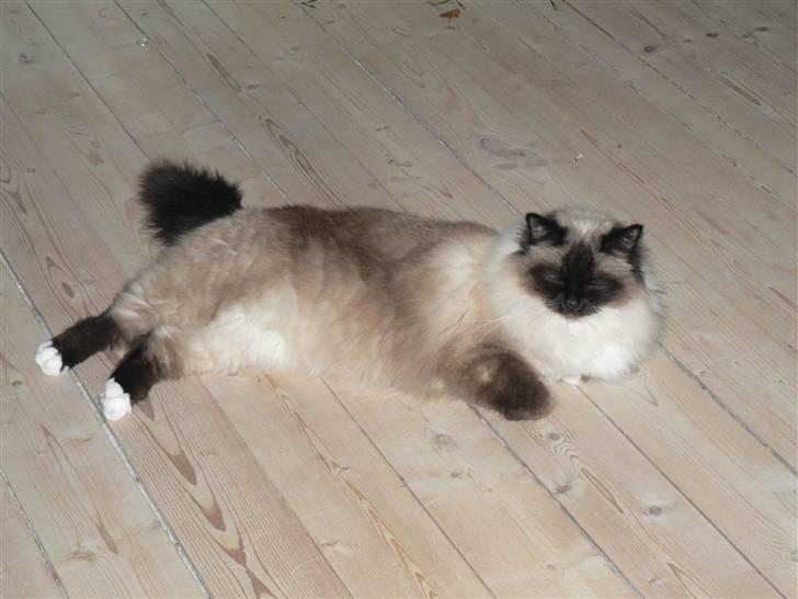Hellig Birma Cleo - Her ligger hun på gulvet billede 4