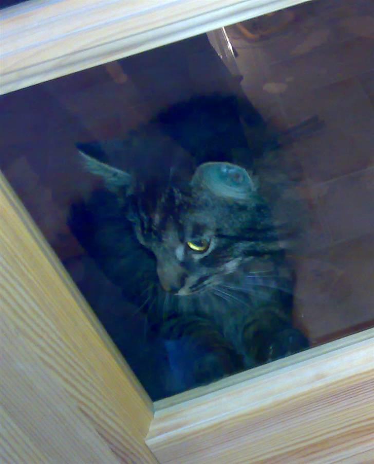 Blanding af racer norsk skovkat Mis billede 12