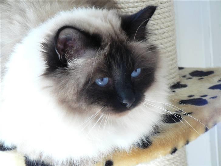Hellig Birma Cleo - Cleo :-) billede 6
