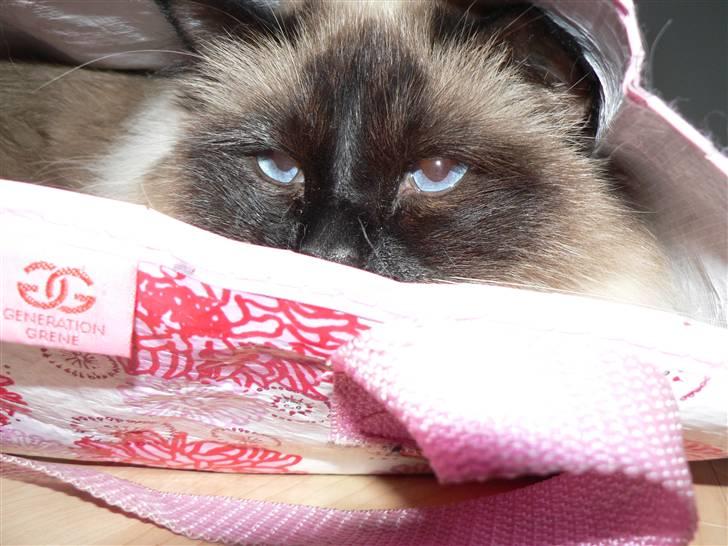 Hellig Birma Cleo - Cleo :-D billede 7