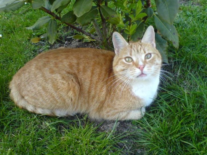 Huskat Rico  - Velkommen til Rico´s profil <3 Læg gerne en beømmelse + en kommentar (: billede 1