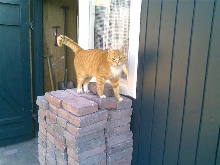 Huskat Rico  - lille rico billede 2