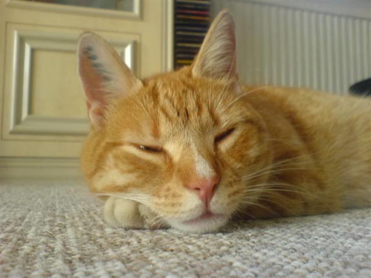 Huskat Rico  billede 3