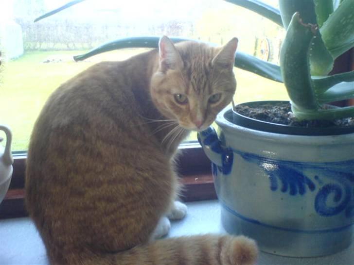 Huskat Rico  - Sidder oppe i vinduet.. :) billede 4