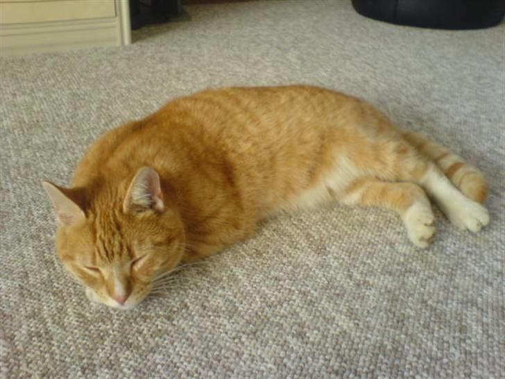 Huskat Rico  - Lægger og slapper af... billede 5