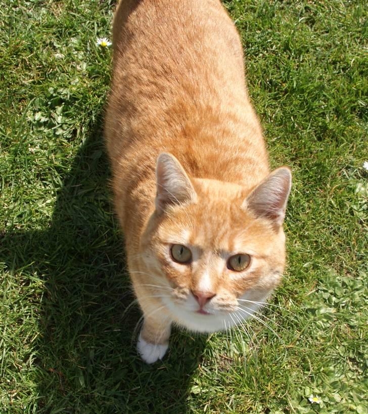 Huskat Rico  - (: billede 6