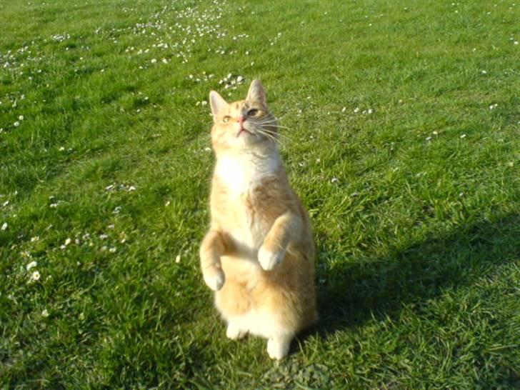 Huskat Rico  - Venter på at få sin kæp... billede 7