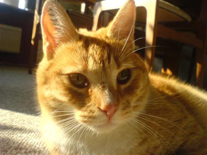 Huskat Rico  - Solen skinner billede 9