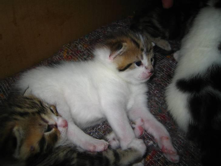 Huskat Niki billede 11