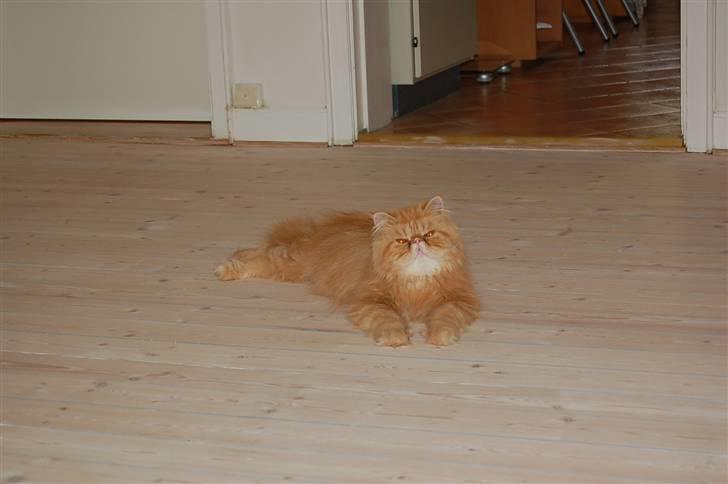 Perser Hector - Her kan jeg holde øje med om der kommer nogen for at kæle mig.. billede 1