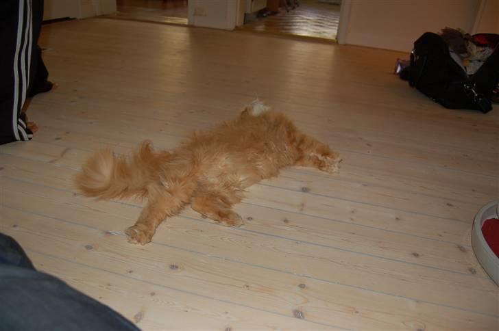 Perser Hector billede 2