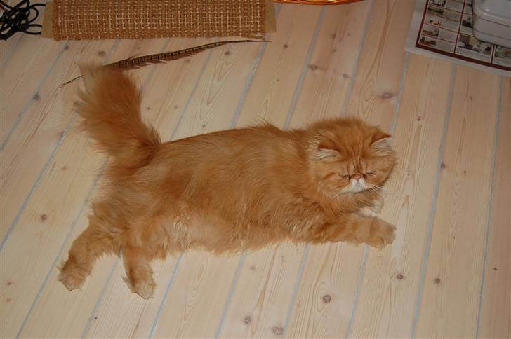 Perser Hector - mon der kommer nogen og kæler mig snart? billede 3